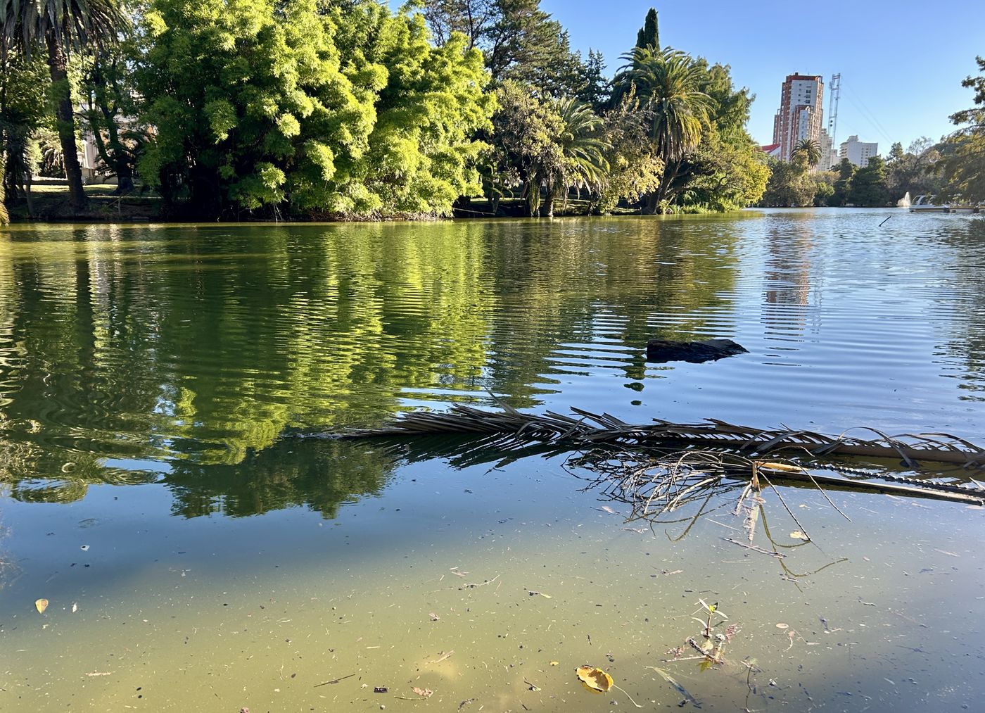 Cianobacterias en el lago del Bosque de La Plata (10).JPG