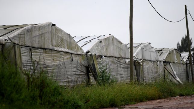 crearan una delegacion especial para gestionar el cordon frutihorticola de la plata