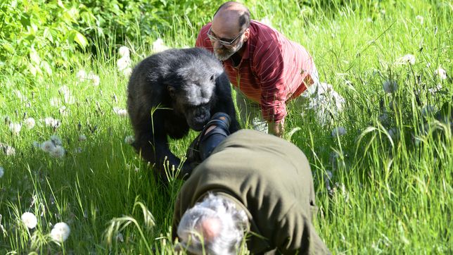 el historico cuidador de tomy publico un conmovedor video tras la muerte del chimpance del ex zoologico platense