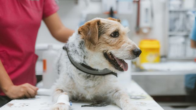 buscan abrir un hospital veterinario municipal en la plata para atender gratis a mascotas