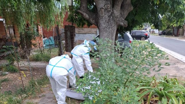 lanzaron una intensa campana de fumigacion en la plata por una invasion de garrapatas
