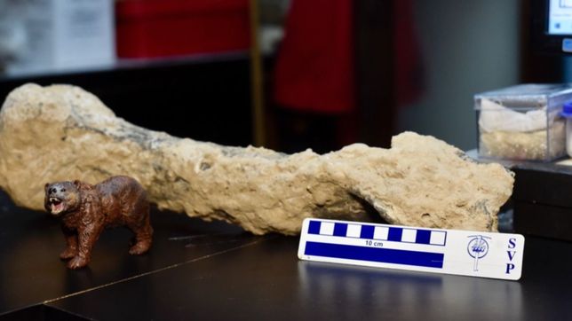 ¿que historia esconde el hueso del oso milenario que aparecio en la plata?
