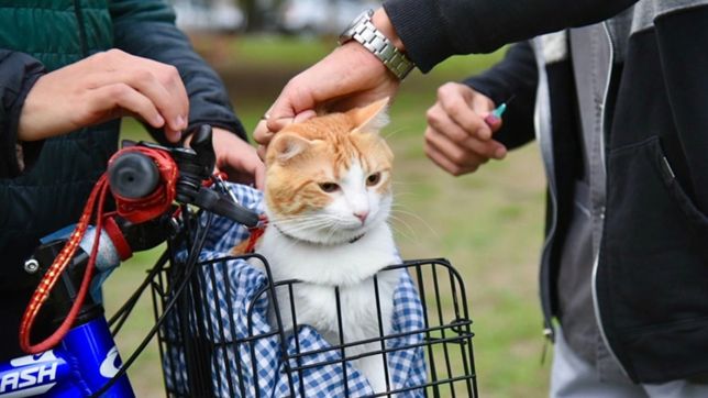 el municipio continua con la campana de vacunacion y atencion gratuita para mascotas