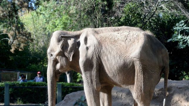 no pierde peso, pero esta senil: ¿como esta la elefanta pelusa segun su veterinario?