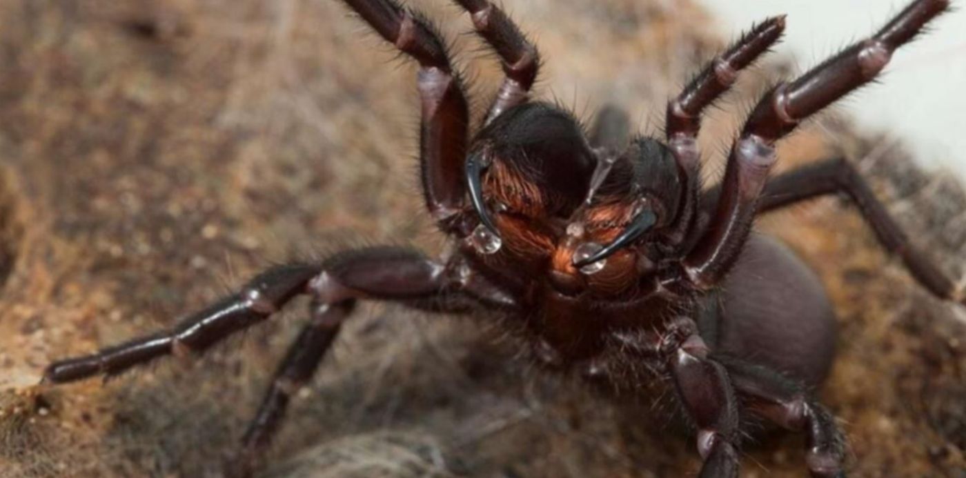 1606667194345.jpeg?x=5&y=21&width=1189&height=594&rotate=0&scaleX=1&scaleY=1&ow=1200&oh=675&&cw=1920&ch=950