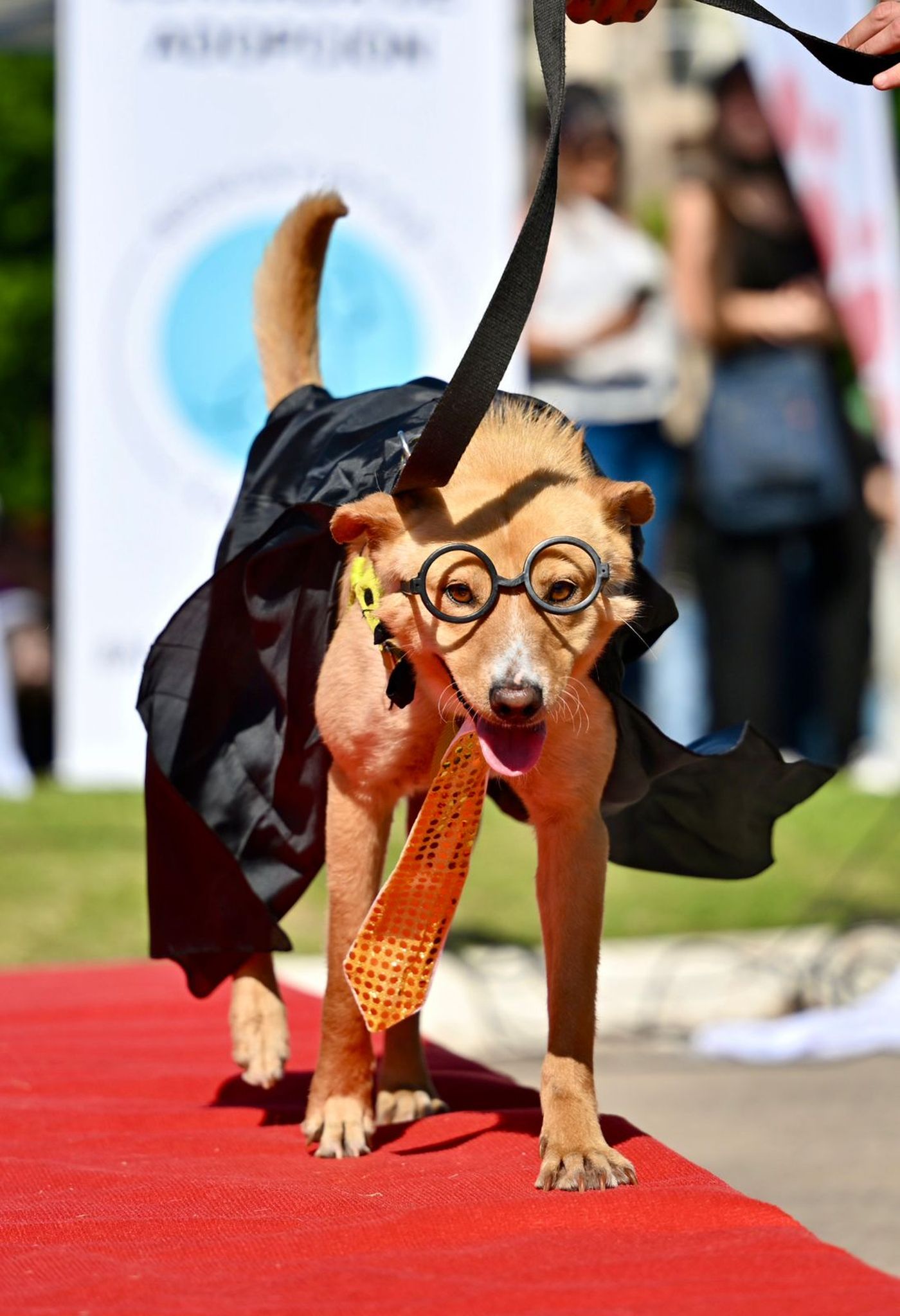 Desfile de mascotas - Plaza Azcuénaga La Plata - Halloween (7)