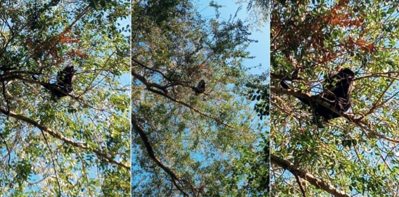 Mono suelto La Plata