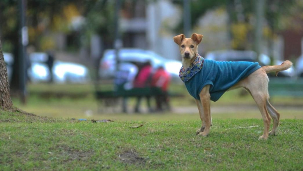 El clima para este miércoles: pasó la tormenta y de a poco se asoma la primavera