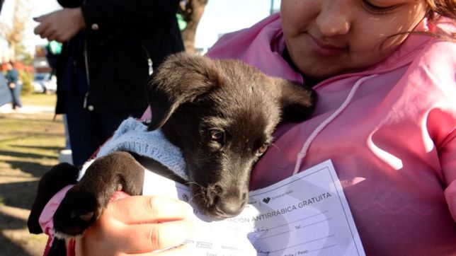 veterinarios haran una jornada de vacunacion gratuita en arturo segui