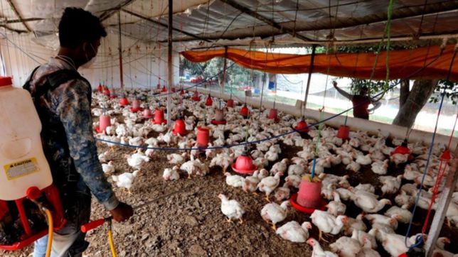 detectaron el primer caso de transmision en seres humanos de la cepa h5n8 de gripe aviar