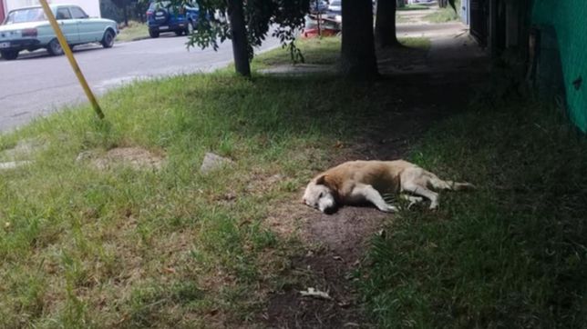 denuncian que matan animales con veneno y crece la preocupacion en los vecinos