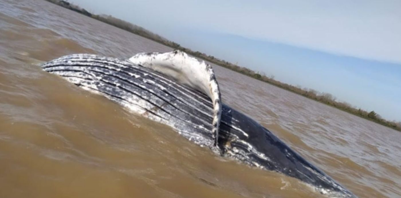 1622226372243.jpeg?x=7&y=179&width=946&height=472&rotate=0&scaleX=1&scaleY=1&ow=960&oh=919&&cw=1920&ch=950