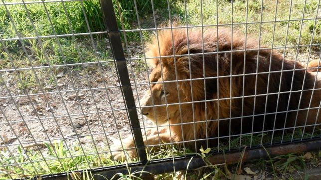 dolor en el zoologico platense: murio nico, el historico rey leon de la ciudad