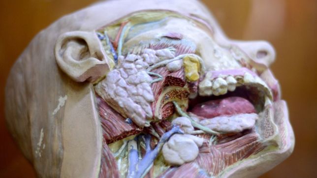 sin mitos ni morbos, nuestro cuerpo por dentro: por que visitar el museo de anatomia de la unlp