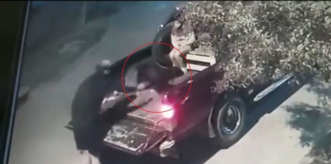 Portada - perro abandonado - berisso