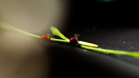 Expertos de la UNLP advirtieron sobre el impacto de lo agroquímicos en insectos benignos