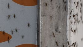 ya son 103 los casos de dengue confirmados en la plata ya son 103 los casos de dengue confirmados en la plata