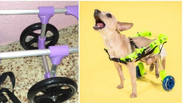 ¿como nacio el proyecto que crea y regala sillas de ruedas impresas en 3d para perros?