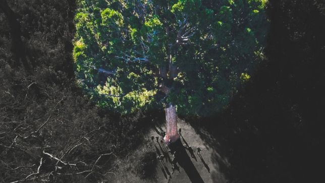 viaje al interior del arbol de cristal: trekking, historia y culto ceremonial