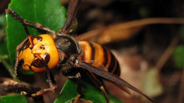 alerta en estados unidos por la llegada de un insecto que es mortal para las personas
