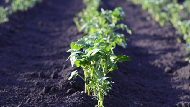 ¿en que plazas y parques de la ciudad serian instaladas las huertas para los vecinos?