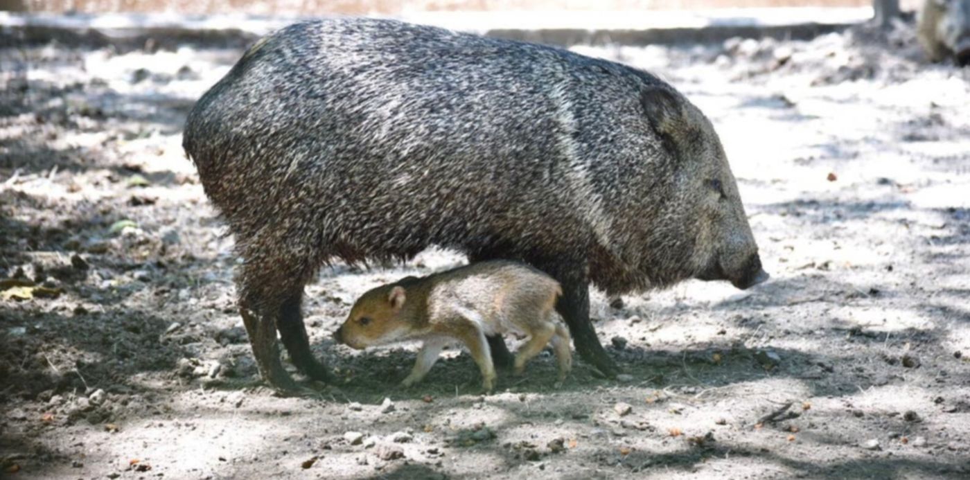 Nació un pecaría de collar en el bioparque de La Plata