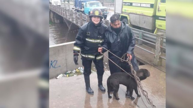 bomberos de san carlos salvaron a un perro que se ahogaba en el arroyo el gato