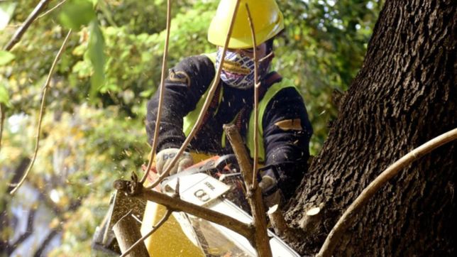 arranca la temporada de poda en la plata y proyectan intervenir mas de 30 mil arboles