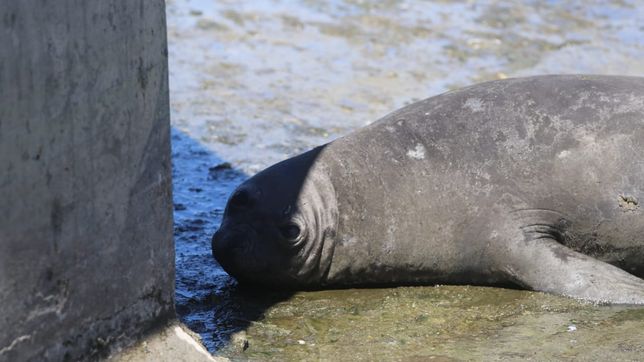 el elefante marino atrapado en el arroyo el gato fue liberado en la costa