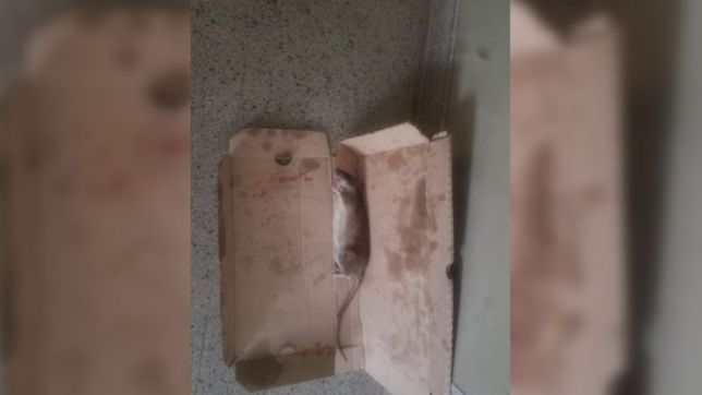 los medicos del romero mataron a golpes una rata gigante en pleno hospital