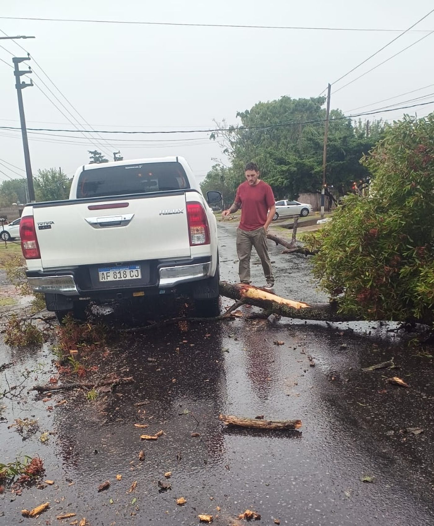 El árbol caído que golpeo a la mujer en La Plata El árbol caído que golpeo a la mujer en La Plata