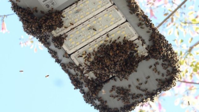 con mascaras y colmenas, asi fue el operativo para controlar las abejas en pleno centro de la plata