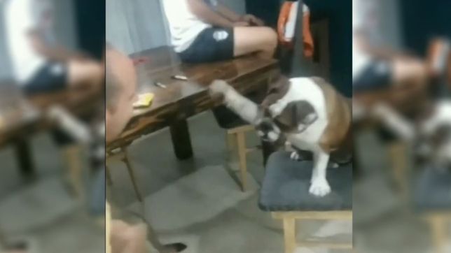 video: un perrito declara su pasion por gimnasia y es furor en las redes sociales