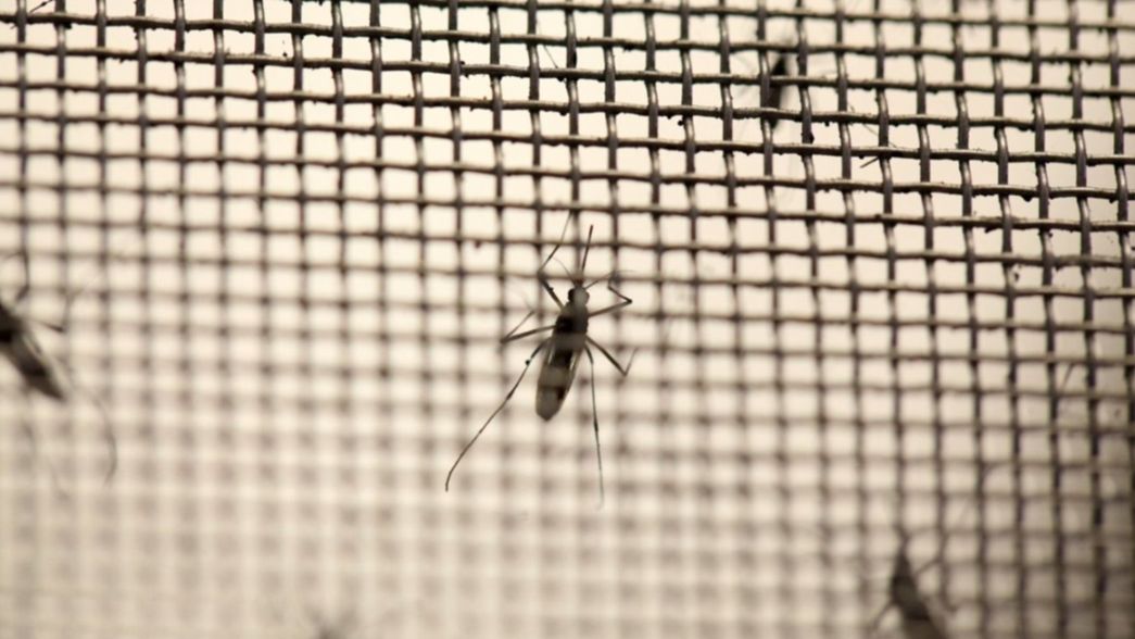 La Plata registra 44 casos de dengue y casi la mitad son autóctonos