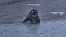 ¿que se sabe de la lechuza encontrada en plaza san martin y que mantuvo en vilo a los vecinos? ¿que se sabe de la lechuza encontrada en plaza san martin y que mantuvo en vilo a los vecinos?