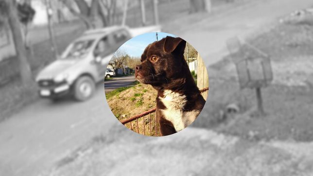 indignacion por una patrulla municipal que atropello y mato a un perrito