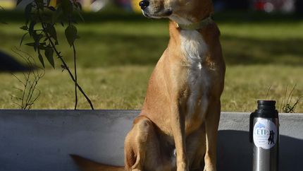 Miércoles espléndido en La Plata, con buen clima y una tarde de sol primaveral