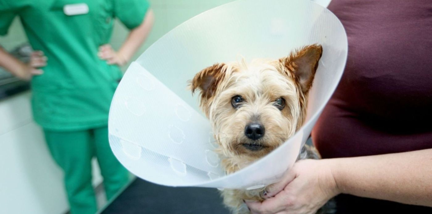 1656858468400.jpg?x= 7&y=3&width=1494&height=747&rotate=0&scaleX=1&scaleY=1&ow=1500&oh=999&&cw=1920&ch=950