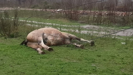 Encontraron muertos en La Plata a un jinete y su caballo e investigan qué les sucedió
