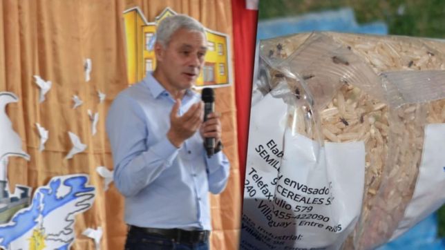 piden informes a cagliardi por la entrega de arroz con gorgojos a los comedores escolares