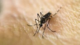 ¿quien era el hombre que murio en la plata tras contraer dengue?