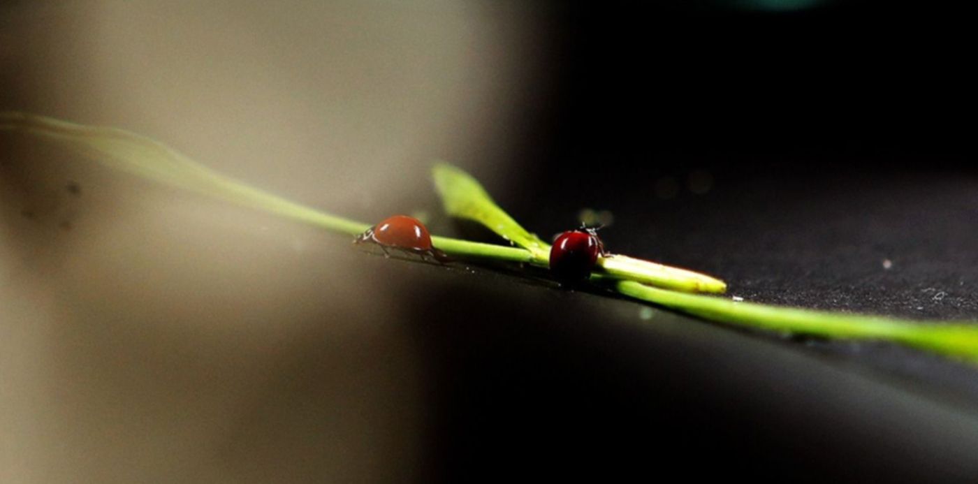 1683741136717.jpg?x= 8&y=109&width=1197&height=599&rotate=0&scaleX=1&scaleY=1&ow=1200&oh=800&&cw=1920&ch=950