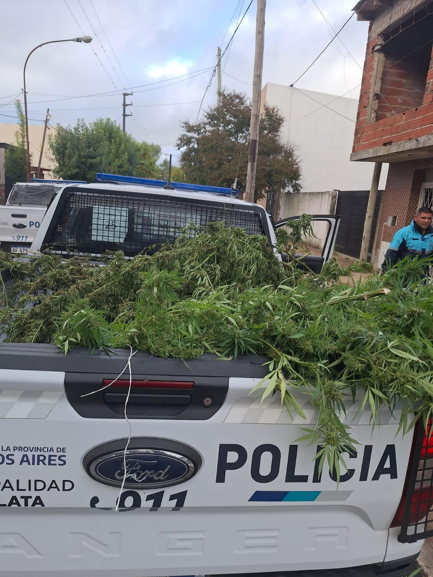 Más de 6 kilos de plantas de marihuana fueron secuestrados de una vivienda en La Plata.