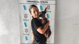 rescataron a una perrita robada en la plata y detuvieron al ladron por maltrato animal rescataron a una perrita robada en la plata y detuvieron al ladron por maltrato animal