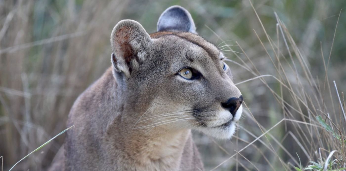 Enriquecimiento Pumas - BIOPARQUE