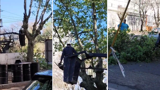 vecinos de parque san martin denuncian poda excesiva en el barrio