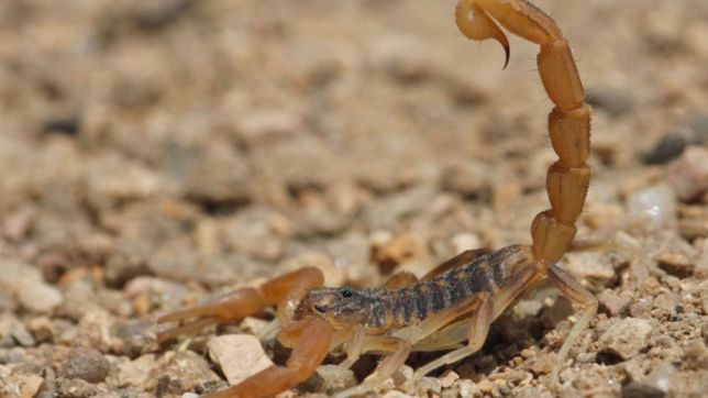 video: asi es el escorpion que pico a un platense y lo mando al hospital