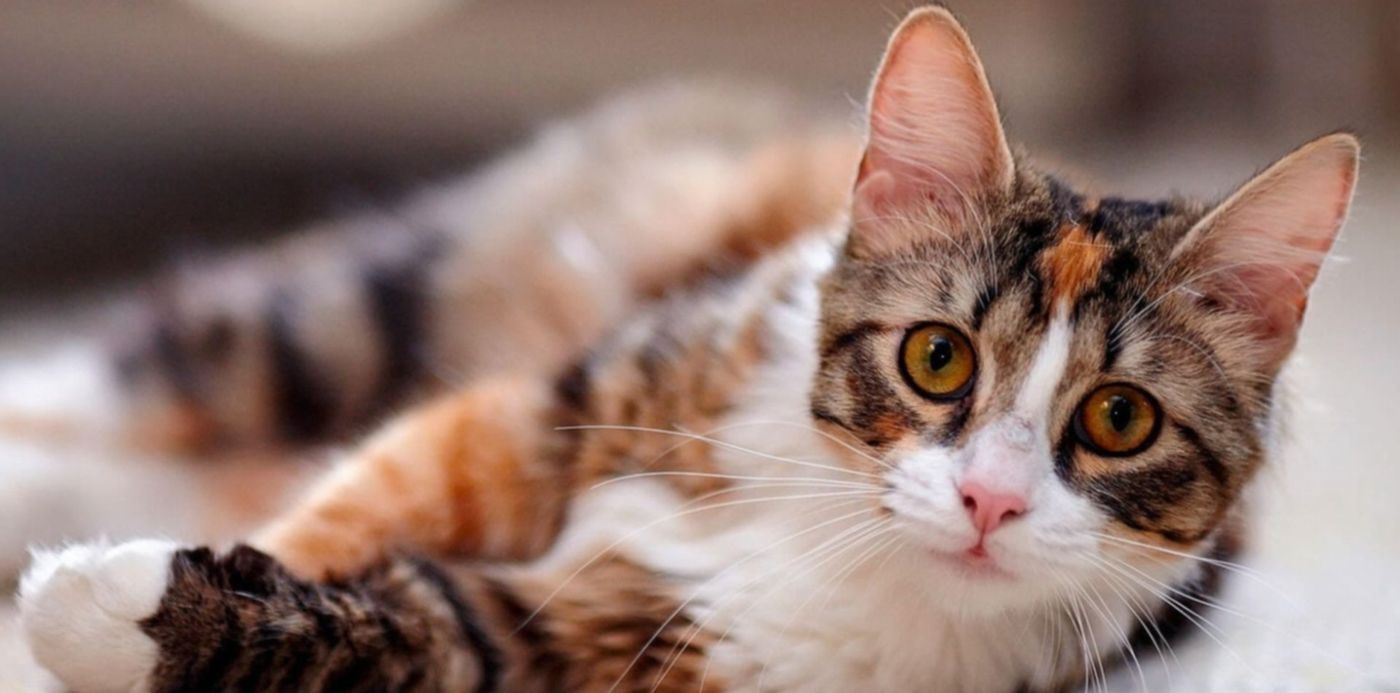 1626810890109.jpg?x=9&y=23&width=1482&height=741&rotate=0&scaleX=1&scaleY=1&ow=1500&oh=843&&cw=1920&ch=950