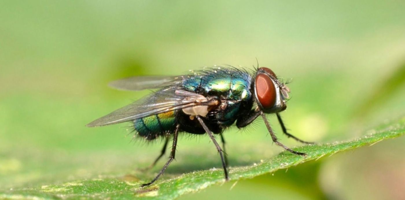 1547160372768.jpg?width=1382&rotate=0&scaleY=1&ow=1500&oh=826&x=10&y=52&height=691&scaleX=1&&cw=1920&ch=950