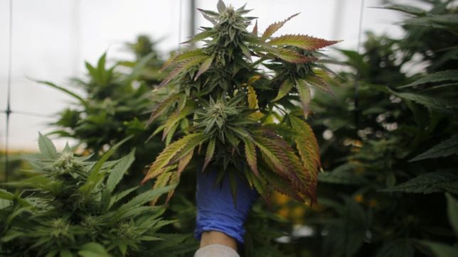 reglamentan la ley de cannabis medicinal y canamo industrial a 15 meses de su sancion